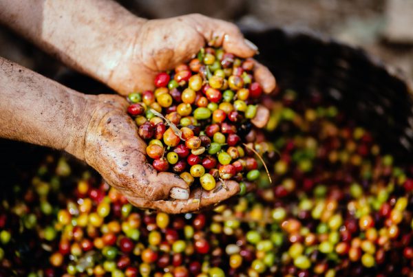 Lieferkettengesetz – Symbolbild: Hände, die Kaffeebohnen halten